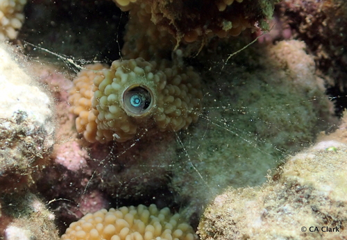 Petaloconchus keenae observed 2018-09-25