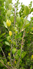 Melicytus venosus