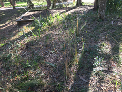 Sorghastrum elliottii