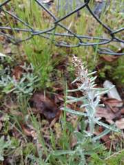 Gamochaeta antillana