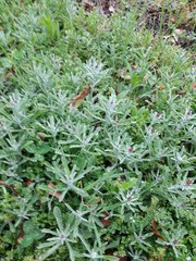 Gamochaeta antillana