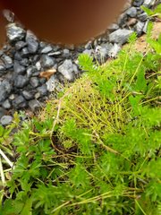 Isolepis sepulcralis
