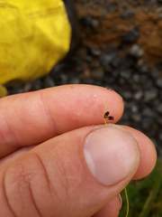 Isolepis sepulcralis