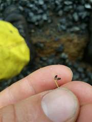 Isolepis sepulcralis