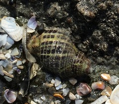 Acanthinucella spirata