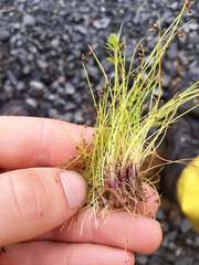 Isolepis sepulcralis