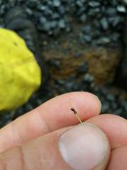 Isolepis sepulcralis