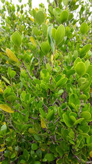 Melicytus venosus