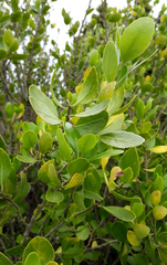 Melicytus venosus