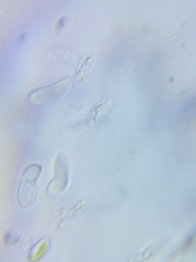 Dacrymyces minor