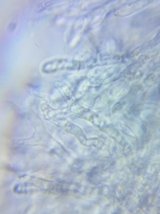 Dacrymyces minor
