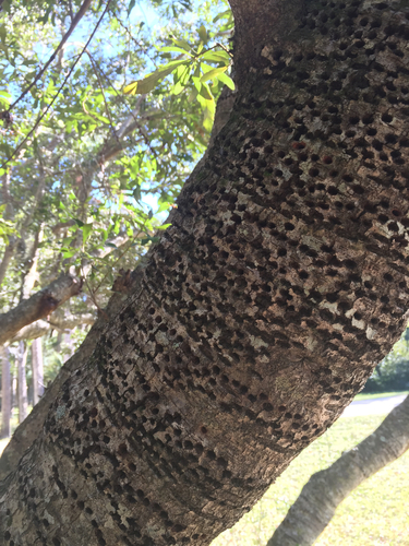 Yellow-bellied Sapsucker, photo 9 of 10