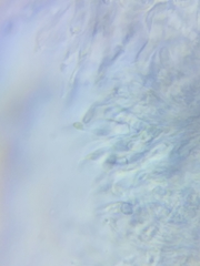 Dacrymyces minor