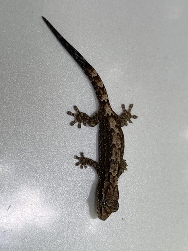 Lepidodactylus lugubris observed 2023-05-14