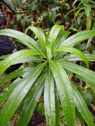 Lobelia grayana observed 2023-04-13