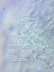 Dacrymyces minor
