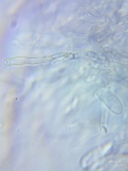 Dacrymyces minor