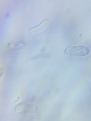 Dacrymyces minor
