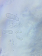 Dacrymyces minor