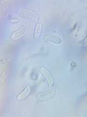 Dacrymyces minor
