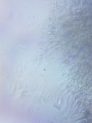 Dacrymyces minor