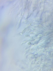 Dacrymyces minor