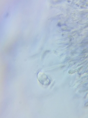 Dacrymyces minor