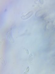 Dacrymyces minor