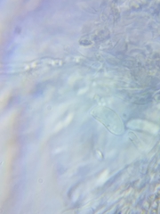 Dacrymyces minor