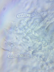 Dacrymyces minor
