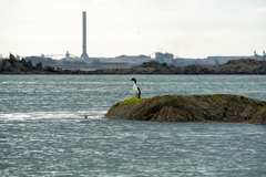 Leucocarbo chalconotus