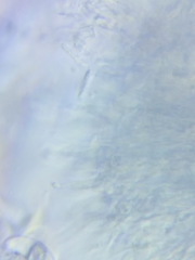 Dacrymyces minor