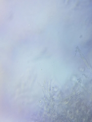 Dacrymyces minor