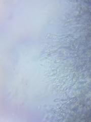 Dacrymyces minor