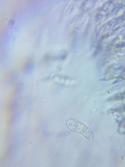 Dacrymyces minor