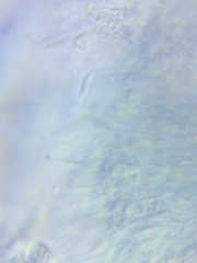 Dacrymyces minor