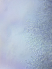 Dacrymyces minor
