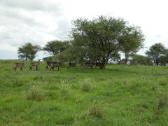 Kobus ellipsiprymnus