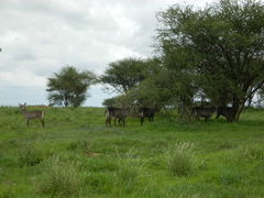 Kobus ellipsiprymnus