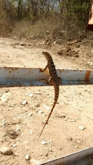 Ctenosaura macrolopha