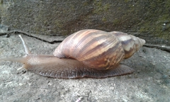 Lissachatina fulica