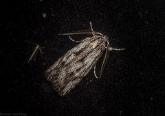 Cryptophasa phycidoides