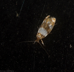 Piloprepes aemulella