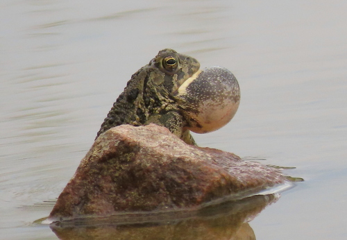 Woodhouse's Toad