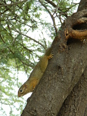 Paraxerus ochraceus