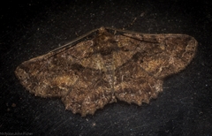 Paradromulia ambigua