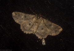 Paradromulia ambigua