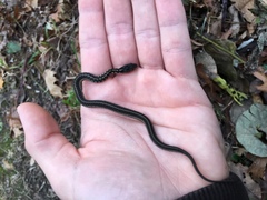 Thamnophis sirtalis semifasciatus