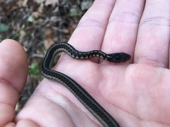 Thamnophis sirtalis semifasciatus
