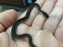Thamnophis sirtalis semifasciatus